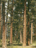 Ponderosa pine, Malheur National Forest, Oregon