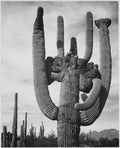 Ansel Adams photograph of saguaro cactus, Saguaro National Monument