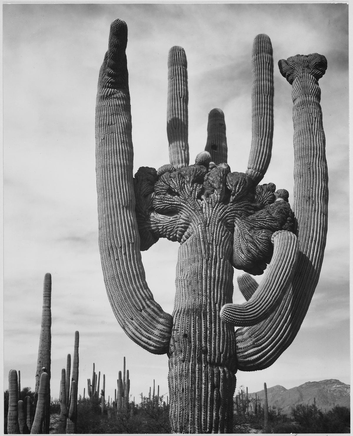 Ansel Adams photograph of saguaro cactus, Saguaro National Monument