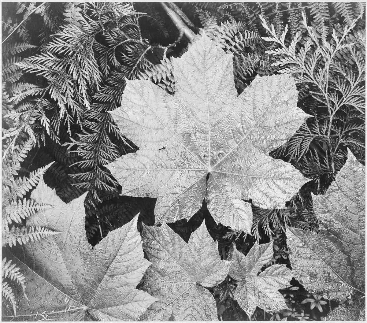Leaves, Glacier National Park, Ansel Adams