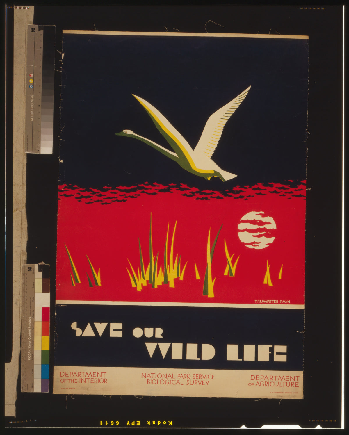Save Our Wild Life, trumpeter swan poster by Dorothy Waugh