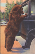 "Hold Up" Bear, Yellowstone (Vintage Postcard, c.1930–45)